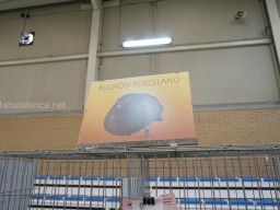 XIV Concurso Exposición de Palomas de Raza en Mula 2024